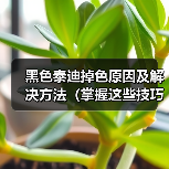 黑色泰迪掉色原因及解决方法(掌握这些技巧让你的黑色泰迪不再掉色)(图3) 黑色泰迪掉色原因及解决方法(掌握这些技巧让你的黑色泰迪不再掉色)(图3)