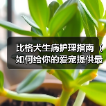 比格犬生病护理指南（如何给你的爱宠提供最好的照顾和护理？）（图3）