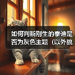 如何判断刚生的泰迪是否为灰色主题(以外貌、遗传和品种为依据的判断方法)(图2) 如何判断刚生的泰迪是否为灰色主题(以外貌、遗传和品种为依据的判断方法)(图2)