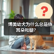 博美幼犬为什么总是挠耳朵和腿？（图3）