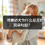 博美幼犬为什么总是挠耳朵和腿？（图2）
