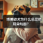 博美幼犬为什么总是挠耳朵和腿？（图4）