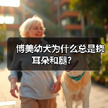 博美幼犬为什么总是挠耳朵和腿？（图1）