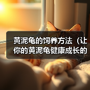 黄泥龟的饲养方法（让你的黄泥龟健康成长的秘诀）（图3）