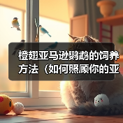 橙翅亚马逊鹦鹉的饲养方法(如何照顾你的亚马逊鹦鹉)(图3) 橙翅亚马逊鹦鹉的饲养方法(如何照顾你的亚马逊鹦鹉)(图3)