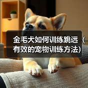 金毛犬如何训练跳远（有效的宠物训练方法）（图3）
