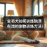 金毛犬如何训练跳远（有效的宠物训练方法）（图1）