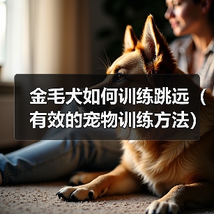 金毛犬如何训练跳远（有效的宠物训练方法）（图4）