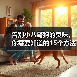 告别小八哥狗的臭味，你需要知道的15个方法（如何消除小八哥狗的臭味？去除狗味的有效技巧）（图1）