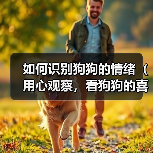 如何识别狗狗的情绪（用心观察，看狗狗的喜怒哀乐）（图3）