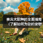 贵宾犬配种的全面指南（了解如何为您的宠物贵宾犬选择合适的伴侣）（图3）