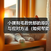 小猫剃毛后忧郁的原因与应对方法（如何帮助小猫克服剃毛后的忧郁情绪）（图4）