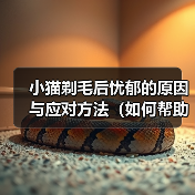 小猫剃毛后忧郁的原因与应对方法（如何帮助小猫克服剃毛后的忧郁情绪）（图3）