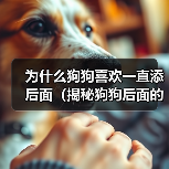 为什么狗狗喜欢一直添后面（揭秘狗狗后面的行为习惯，探寻它们内心的真正想法）（图1）