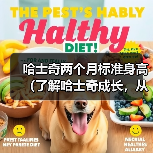 哈士奇两个月标准身高（了解哈士奇成长，从身高开始）（图2）