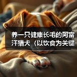养一只健康长毛的阿富汗猎犬(以饮食为关键,宠物的美丽由内而外)(图2) 养一只健康长毛的阿富汗猎犬(以饮食为关键,宠物的美丽由内而外)(图2)