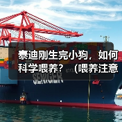 泰迪刚生完小狗，如何科学喂养？（喂养注意事项，营养搭配，健康保障）（图3）