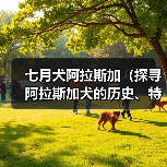 七月犬阿拉斯加(探寻阿拉斯加犬的历史、特点与饲养技巧)(图3) 七月犬阿拉斯加(探寻阿拉斯加犬的历史、特点与饲养技巧)(图3)