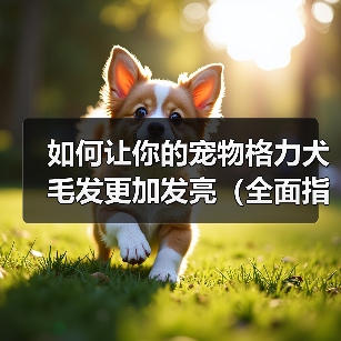 如何让你的宠物格力犬毛发更加发亮（全面指导宠物主人如何选食、清洁和调养，让宠物犬毛发更加光亮）（图1）