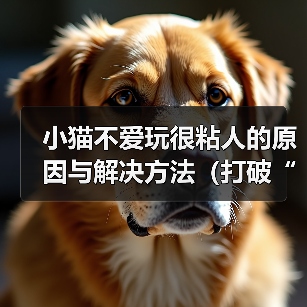 小猫不爱玩很粘人的原因与解决方法（打破“猫不爱玩”的迷思，让小猫喜欢上玩耍）（图3）