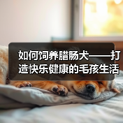 如何饲养腊肠犬——打造快乐健康的毛孩生活（从幼年到成熟，这些细节需要关注）（图1）