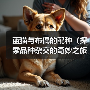 蓝猫与布偶的配种（探索品种杂交的奇妙之旅）（图3）