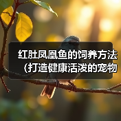 红肚凤凰鱼的饲养方法（打造健康活泼的宠物鱼）（图4）