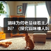 猫咪为何老是缠着主人叫?(探究猫咪缠人叫的原因及如何应对)(图4) 猫咪为何老是缠着主人叫?(探究猫咪缠人叫的原因及如何应对)(图4)
