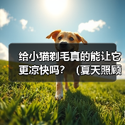 给小猫剃毛真的能让它更凉快吗？（夏天照顾小猫，别乱剃毛！）（图1）