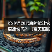 给小猫剃毛真的能让它更凉快吗？（夏天照顾小猫，别乱剃毛！）（图3）