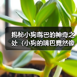 揭秘小狗嘴巴的神奇之处(小狗的嘴巴竟然像这个东西!)(图4) 揭秘小狗嘴巴的神奇之处(小狗的嘴巴竟然像这个东西!)(图4)