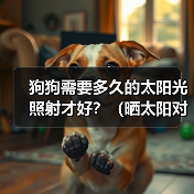 狗狗需要多久的太阳光照射才好?(晒太阳对狗狗的好处及注意事项)(图2) 狗狗需要多久的太阳光照射才好?(晒太阳对狗狗的好处及注意事项)(图2)