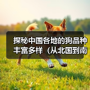 探秘中国各地的狗品种丰富多样(从北国到南疆,打造宠物界的“九州犬”)(图1) 探秘中国各地的狗品种丰富多样(从北国到南疆,打造宠物界的“九州犬”)(图1)