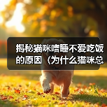 揭秘猫咪嗜睡不爱吃饭的原因(为什么猫咪总是懒洋洋的?为什么猫咪不爱吃饭?)(图1) 揭秘猫咪嗜睡不爱吃饭的原因(为什么猫咪总是懒洋洋的?为什么猫咪不爱吃饭?)(图1)