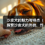 沙皮犬的魅力与特点(探索沙皮犬的外貌、性格和适应环境)(图3) 沙皮犬的魅力与特点(探索沙皮犬的外貌、性格和适应环境)(图3)