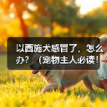 以西施犬感冒了,怎么办?(宠物主人必读!掌握这些关键信息,救救你的萌宠!)(图1) 以西施犬感冒了,怎么办?(宠物主人必读!掌握这些关键信息,救救你的萌宠!)(图1)
