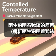 陌生狗围着我转的原因（解析陌生狗围着我转的行为及意义）（图1）
