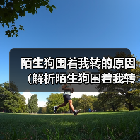 陌生狗围着我转的原因（解析陌生狗围着我转的行为及意义）（图4）