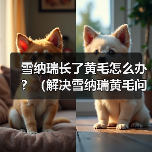 雪纳瑞长了黄毛怎么办？（解决雪纳瑞黄毛问题的实用方法）（图2）
