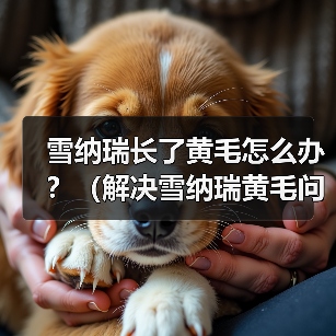 雪纳瑞长了黄毛怎么办？（解决雪纳瑞黄毛问题的实用方法）（图4）