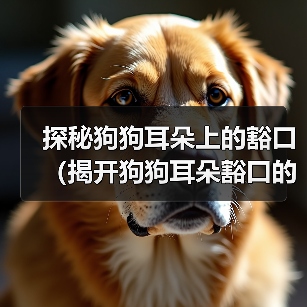 探秘狗狗耳朵上的豁口(揭开狗狗耳朵豁口的神秘面纱)(图1) 探秘狗狗耳朵上的豁口(揭开狗狗耳朵豁口的神秘面纱)(图1)