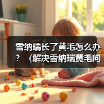 雪纳瑞长了黄毛怎么办？（解决雪纳瑞黄毛问题的实用方法）（图1）