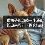 猫胡子能剪掉一半还能长出来吗?(探究猫胡子再生能力的神奇之处)(图4) 猫胡子能剪掉一半还能长出来吗?(探究猫胡子再生能力的神奇之处)(图4)