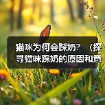 猫咪为何会踩奶?(探寻猫咪踩奶的原因和意义)(图2) 猫咪为何会踩奶?(探寻猫咪踩奶的原因和意义)(图2)