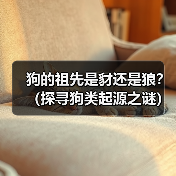 狗的祖先是豺还是狼?(探寻狗类起源之谜)(图2) 狗的祖先是豺还是狼?(探寻狗类起源之谜)(图2)