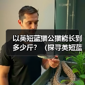 以英短蓝猫公猫能长到多少斤?(探寻英短蓝猫公猫的体重极限及影响因素)(图1) 以英短蓝猫公猫能长到多少斤?(探寻英短蓝猫公猫的体重极限及影响因素)(图1)
