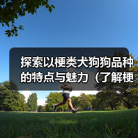 探索以梗类犬狗狗品种的特点与魅力(了解梗类犬狗狗)(图3) 探索以梗类犬狗狗品种的特点与魅力(了解梗类犬狗狗)(图3)