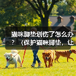 猫咪脚垫划伤了怎么办?(保护猫咪脚垫,让它们健康快乐!)(图1) 猫咪脚垫划伤了怎么办?(保护猫咪脚垫,让它们健康快乐!)(图1)