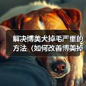 解决博美犬掉毛严重的方法(如何改善博美掉毛?)(图4) 解决博美犬掉毛严重的方法(如何改善博美掉毛?)(图4)