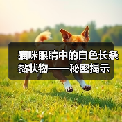 猫咪眼睛中的白色长条黏状物——秘密揭示(图4) 猫咪眼睛中的白色长条黏状物——秘密揭示(图4)